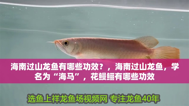 海南過山龍魚有哪些功效？，海南過山龍魚，學名為“海馬”，花鰻鱺有哪些功效