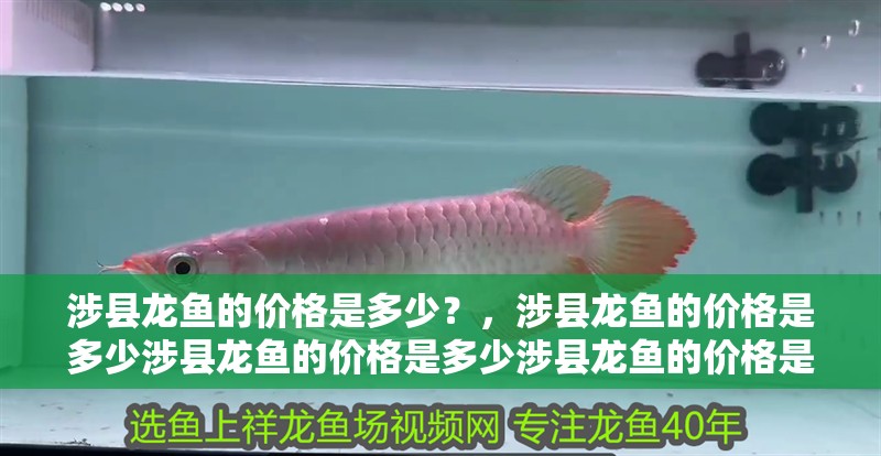 涉縣龍魚的價格是多少？，涉縣龍魚的價格是多少涉縣龍魚的價格是多少涉縣龍魚的價格是多少