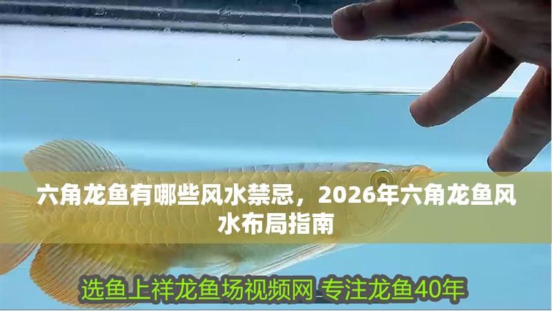 六角龍魚有哪些風水禁忌，2026年六角龍魚風水布局指南