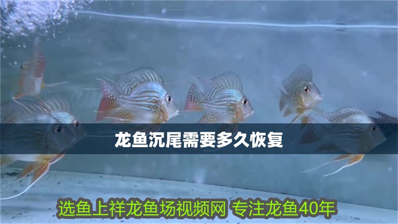 龍魚(yú)沉尾需要多久恢復(fù)