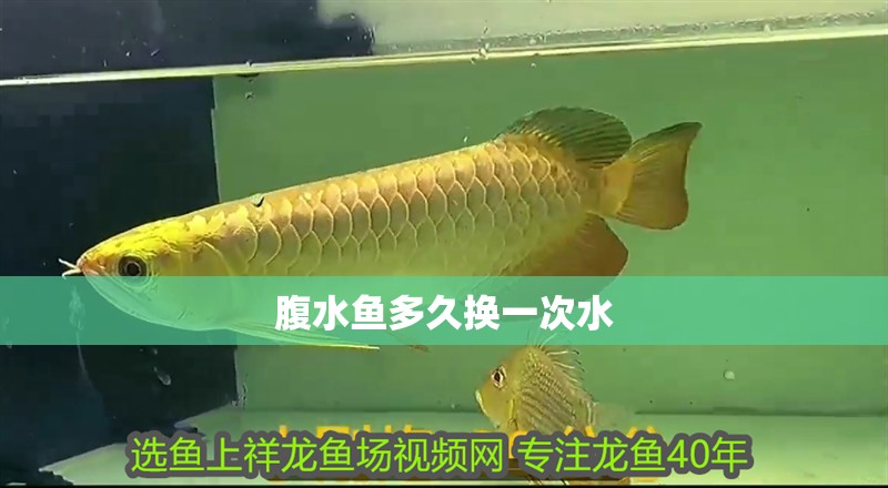 腹水魚(yú)多久換一次水