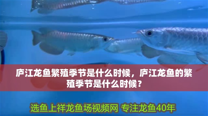 廬江龍魚繁殖季節是什么時候，廬江龍魚的繁殖季節是什么時候？