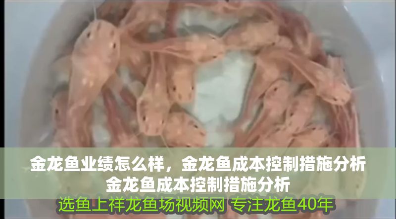 金龍魚業績怎么樣，金龍魚成本控制措施分析金龍魚成本控制措施分析 金龍魚業績怎么樣，金龍魚成本控制措施分析金龍魚成本控制措施分析 龍魚百科 第6張