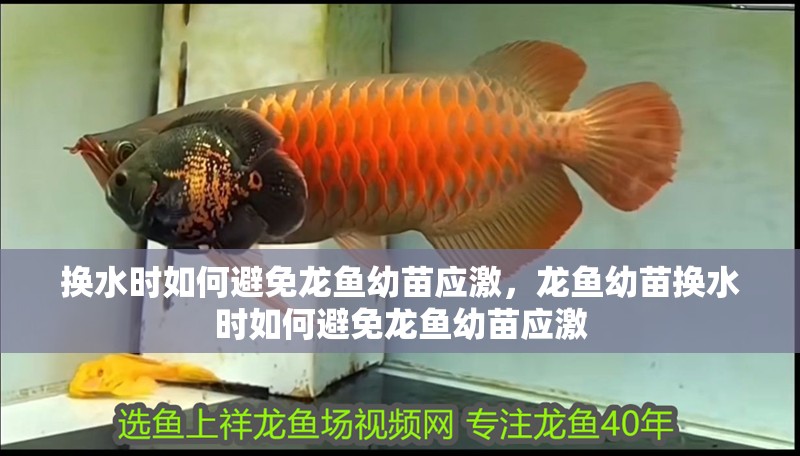換水時如何避免龍魚幼苗應激，龍魚幼苗換水時如何避免龍魚幼苗應激