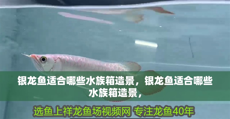 銀龍魚適合哪些水族箱造景，銀龍魚適合哪些水族箱造景，