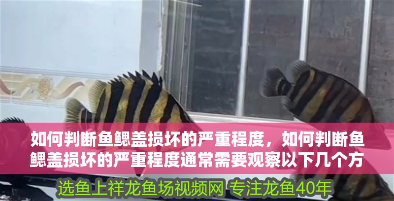 如何判斷魚鰓蓋損壞的嚴重程度，如何判斷魚鰓蓋損壞的嚴重程度通常需要觀察以下幾個方面