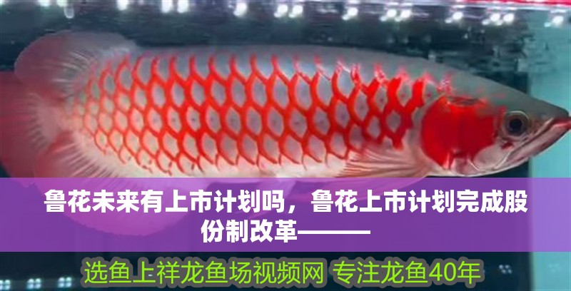 魯花未來有上市計劃嗎，魯花上市計劃完成股份制改革———