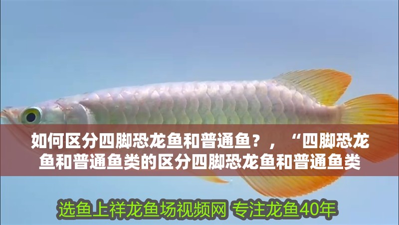 如何區分四腳恐龍魚和普通魚？，“四腳恐龍魚和普通魚類的區分四腳恐龍魚和普通魚類