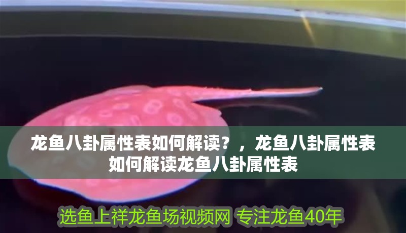 龍魚八卦屬性表如何解讀？，龍魚八卦屬性表如何解讀龍魚八卦屬性表