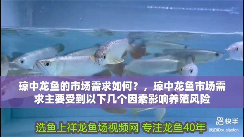 瓊中龍魚的市場需求如何？，瓊中龍魚市場需求主要受到以下幾個因素影響養殖風險