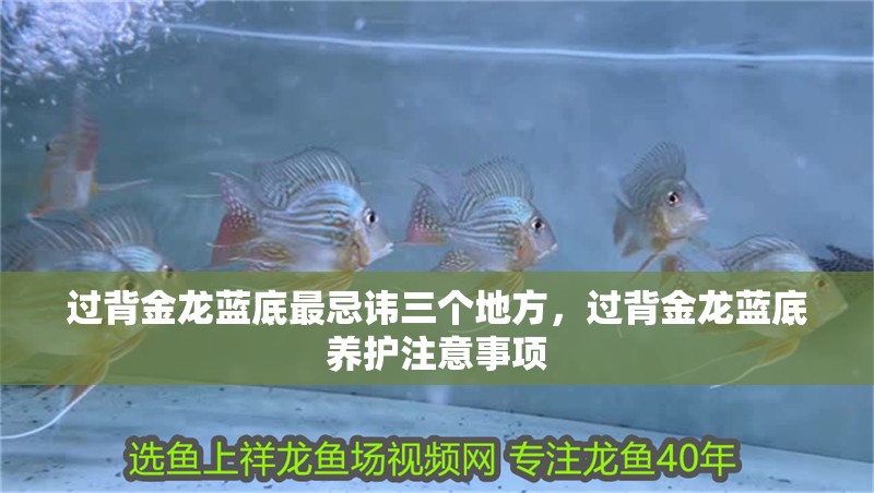 過(guò)背金龍藍(lán)底最忌諱三個(gè)地方，過(guò)背金龍藍(lán)底養(yǎng)護(hù)注意事項(xiàng)