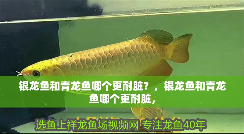 銀龍魚和青龍魚哪個更耐臟？，銀龍魚和青龍魚哪個更耐臟，