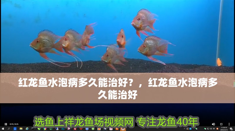 紅龍魚水泡病多久能治好？，紅龍魚水泡病多久能治好