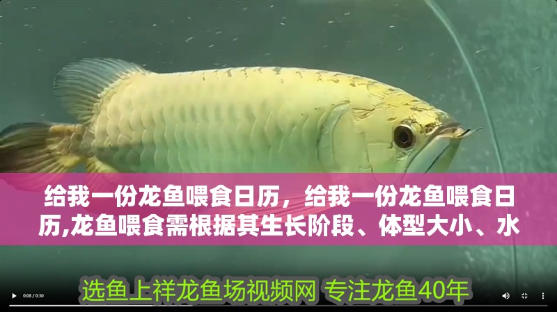 給我一份龍魚喂食日歷，給我一份龍魚喂食日歷,龍魚喂食需根據其生長階段、體型大小、水溫環境及健康狀態科學安排