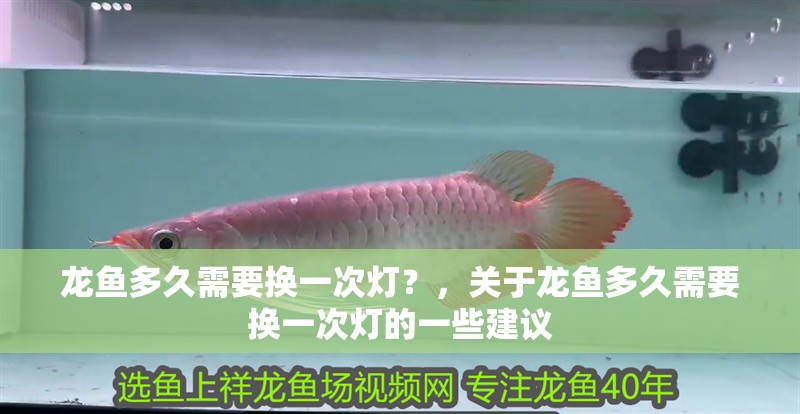 龍魚多久需要換一次燈？，關(guān)于龍魚多久需要換一次燈的一些建議