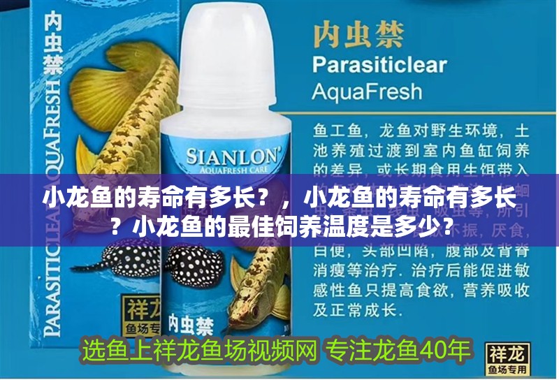 小龍魚的壽命有多長？，小龍魚的壽命有多長？小龍魚的最佳飼養溫度是多少？