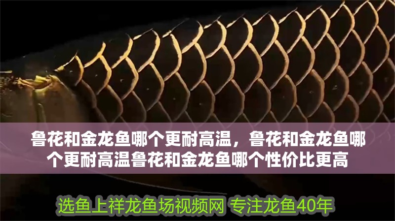 魯花和金龍魚哪個更耐高溫，魯花和金龍魚哪個更耐高溫魯花和金龍魚哪個性價比更高