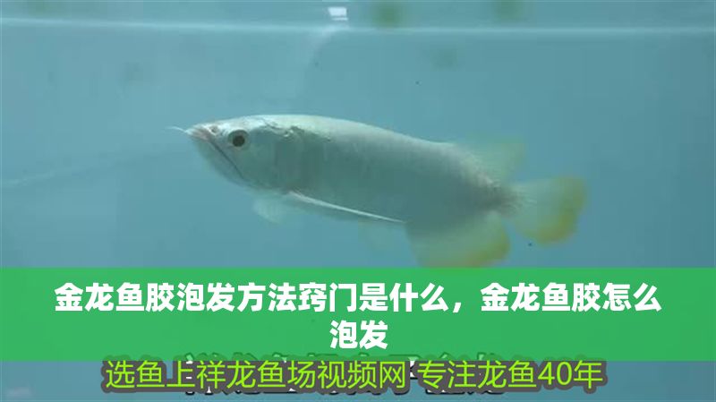 金龍魚膠泡發(fā)方法竅門是什么，金龍魚膠怎么泡發(fā)