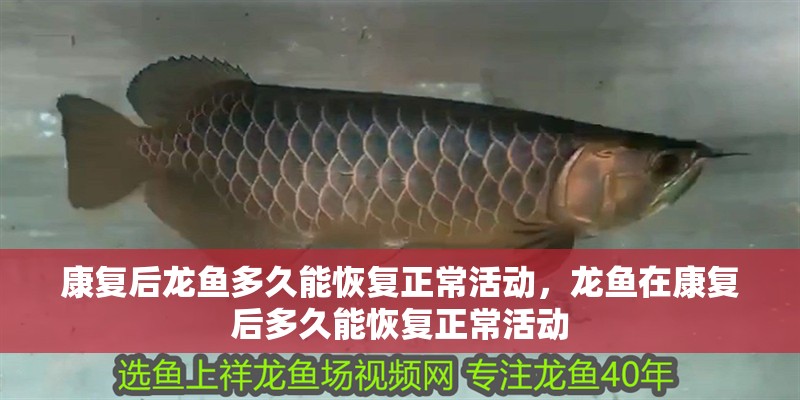 康復(fù)后龍魚多久能恢復(fù)正常活動(dòng)，龍魚在康復(fù)后多久能恢復(fù)正常活動(dòng)