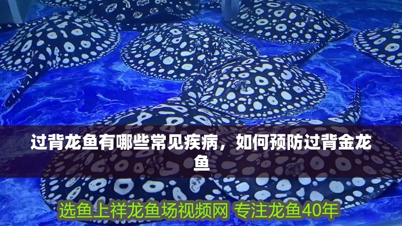 過背龍魚有哪些常見疾病，如何預防過背金龍魚