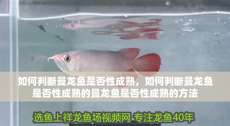 如何判斷曼龍魚是否性成熟，如何判斷曼龍魚是否性成熟的曼龍魚是否性成熟的方法