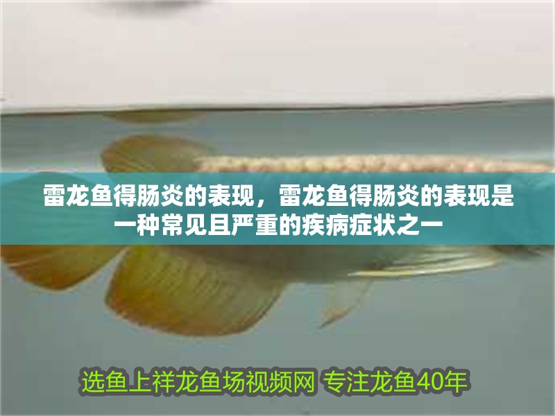 雷龍魚得腸炎的表現，雷龍魚得腸炎的表現是一種常見且嚴重的疾病癥狀之一