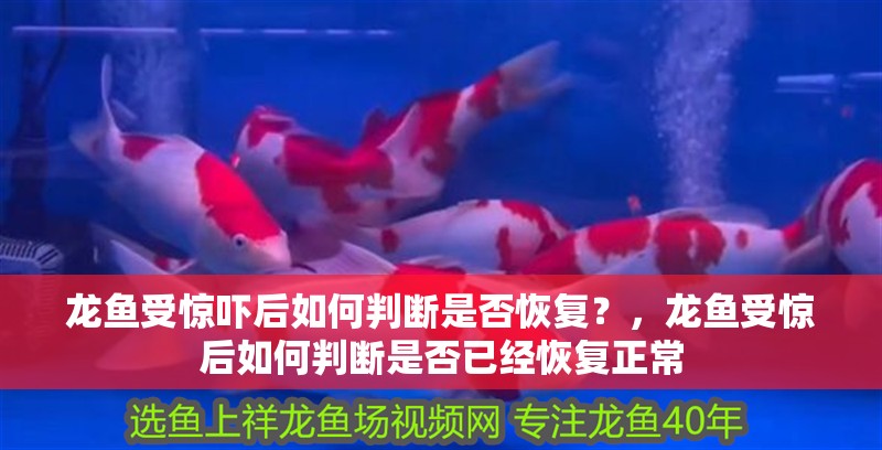 龍魚受驚嚇后如何判斷是否恢復？，龍魚受驚后如何判斷是否已經恢復正常