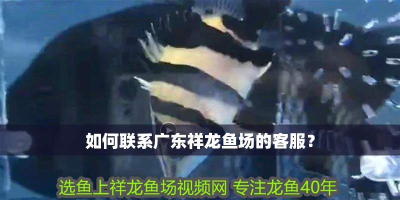如何聯系廣東祥龍魚場的客服？