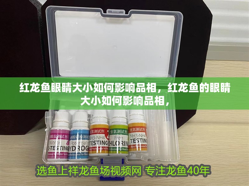 紅龍魚眼睛大小如何影響品相，紅龍魚的眼睛大小如何影響品相，