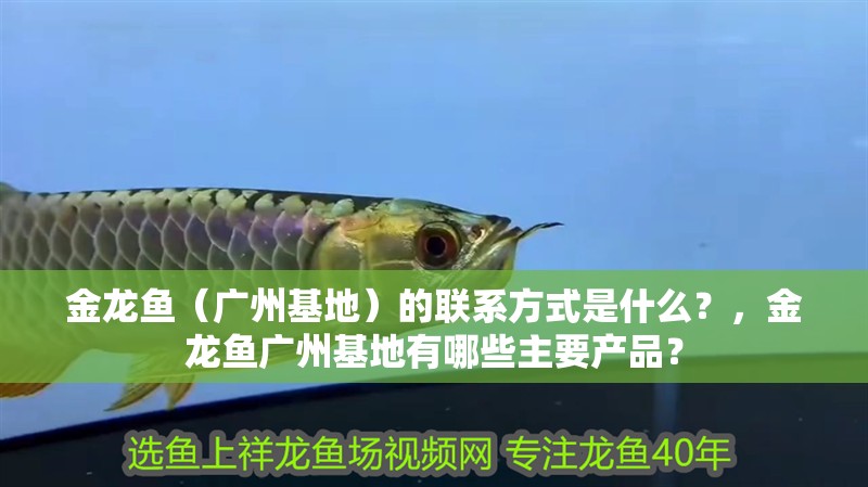 金龍魚（廣州基地）的聯系方式是什么？，金龍魚廣州基地有哪些主要產品？