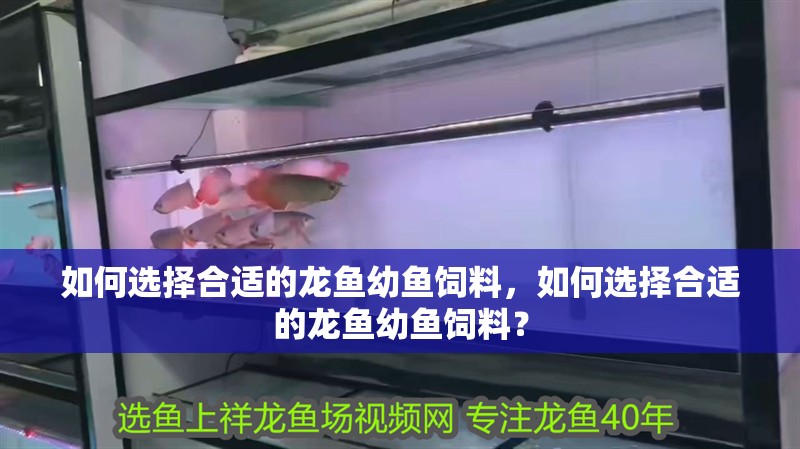 如何選擇合適的龍魚幼魚飼料，如何選擇合適的龍魚幼魚飼料？