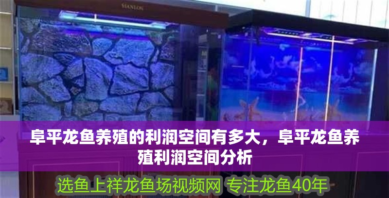 阜平龍魚養(yǎng)殖的利潤空間有多大，阜平龍魚養(yǎng)殖利潤空間分析