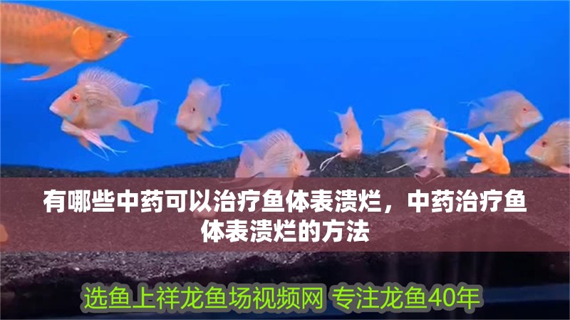 有哪些中藥可以治療魚體表潰爛，中藥治療魚體表潰爛的方法