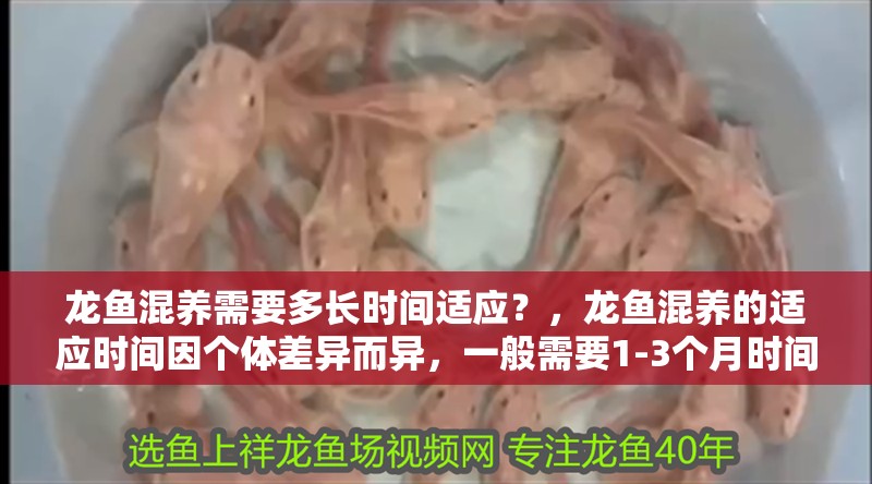 龍魚混養(yǎng)需要多長時間適應(yīng)？，龍魚混養(yǎng)的適應(yīng)時間因個體差異而異，一般需要1-3個月時間