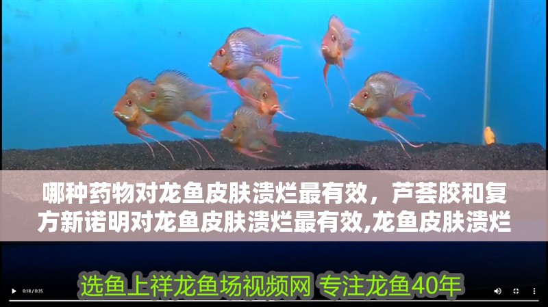 哪種藥物對(duì)龍魚皮膚潰爛最有效，蘆薈膠和復(fù)方新諾明對(duì)龍魚皮膚潰爛最有效,龍魚皮膚潰爛最有效