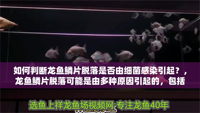 如何判斷龍魚鱗片脫落是否由細菌感染引起？，龍魚鱗片脫落可能是由多種原因引起的，包括細菌感染