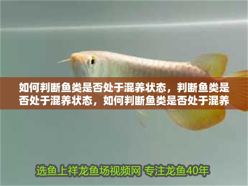 如何判斷魚類是否處于混養(yǎng)狀態(tài)，判斷魚類是否處于混養(yǎng)狀態(tài)，如何判斷魚類是否處于混養(yǎng)狀態(tài)