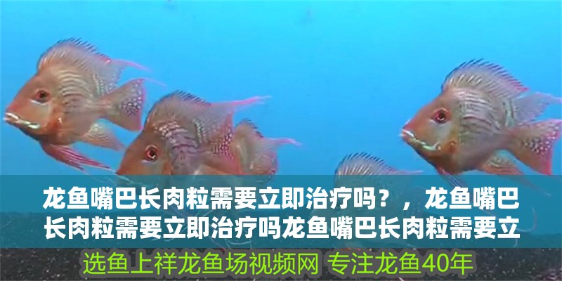 龍魚嘴巴長肉粒需要立即治療嗎？，龍魚嘴巴長肉粒需要立即治療嗎龍魚嘴巴長肉粒需要立即治療嗎