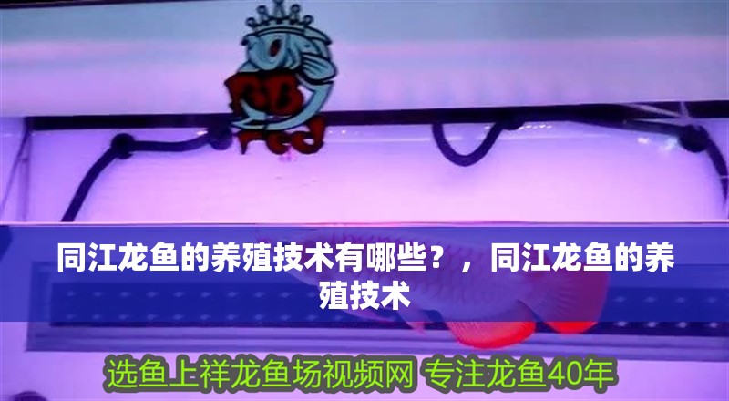 同江龍魚的養殖技術有哪些？，同江龍魚的養殖技術