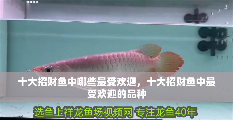十大招財(cái)魚中哪些最受歡迎，十大招財(cái)魚中最受歡迎的品種