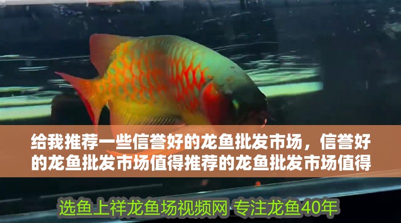 給我推薦一些信譽好的龍魚批發市場，信譽好的龍魚批發市場值得推薦的龍魚批發市場值得推薦