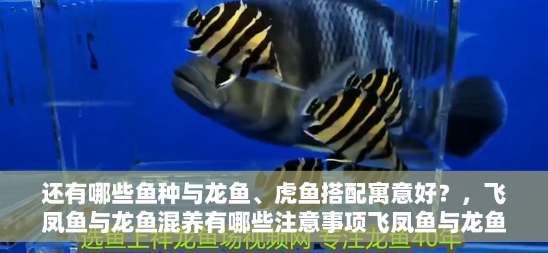 還有哪些魚種與龍魚、虎魚搭配寓意好？，飛鳳魚與龍魚混養(yǎng)有哪些注意事項飛鳳魚與龍魚混養(yǎng)