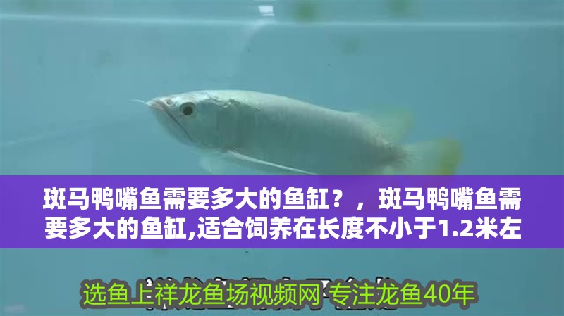 斑馬鴨嘴魚需要多大的魚缸？，斑馬鴨嘴魚需要多大的魚缸,適合飼養在長度不小于1.2米左右