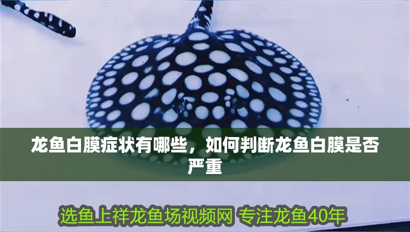 龍魚白膜癥狀有哪些，如何判斷龍魚白膜是否嚴重