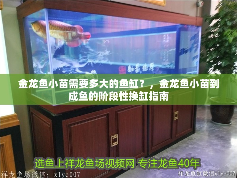 金龍魚小苗需要多大的魚缸？，金龍魚小苗到成魚的階段性換缸指南