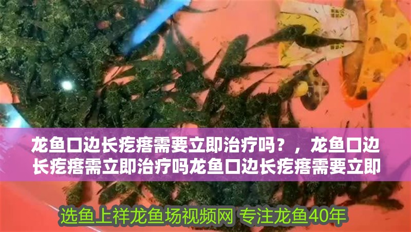 龍魚口邊長疙瘩需要立即治療嗎？，龍魚口邊長疙瘩需立即治療嗎龍魚口邊長疙瘩需要立即治療嗎