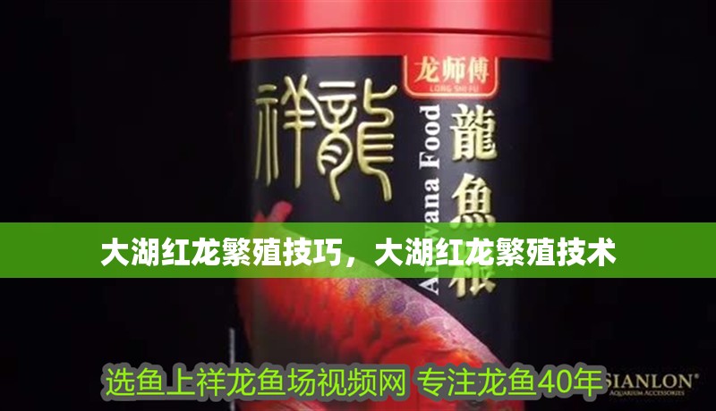 大湖紅龍繁殖技巧，大湖紅龍繁殖技術(shù)