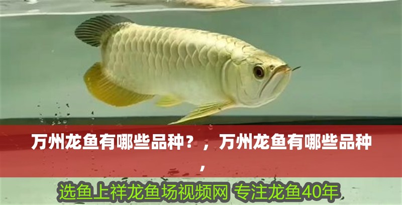 萬(wàn)州龍魚(yú)有哪些品種？，萬(wàn)州龍魚(yú)有哪些品種，