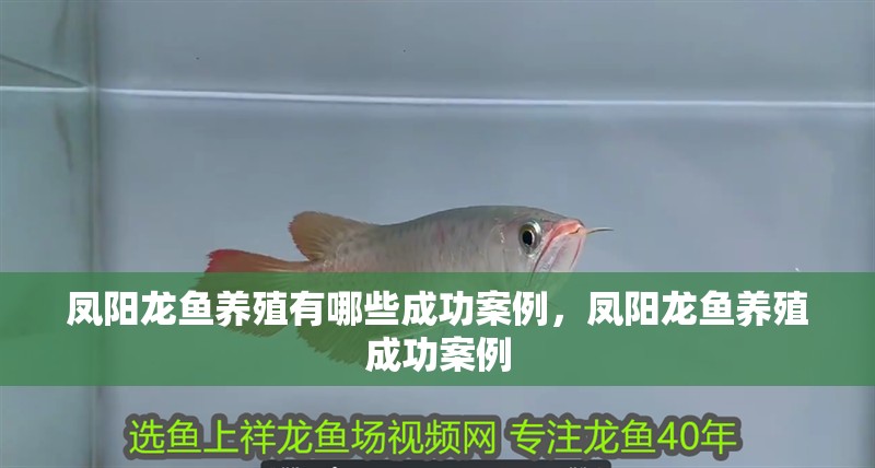 鳳陽龍魚養殖有哪些成功案例，鳳陽龍魚養殖成功案例