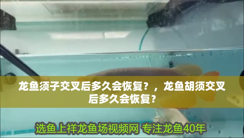 龍魚須子交叉后多久會恢復？，龍魚胡須交叉后多久會恢復？
